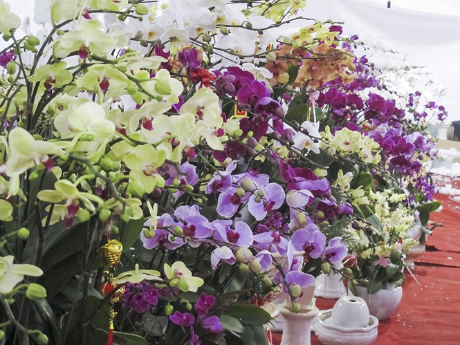 Ngắm chậu lan hồ điệp gắn 200 cành giá 70 triệu đồng - ảnh 6