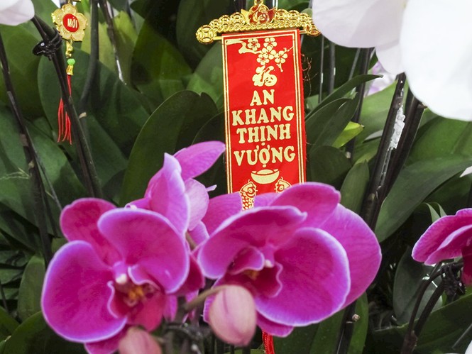 Ngắm chậu lan hồ điệp gắn 200 cành giá 70 triệu đồng - ảnh 3