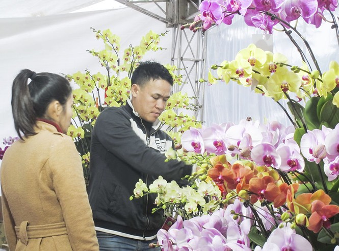 Ngắm chậu lan hồ điệp gắn 200 cành giá 70 triệu đồng - ảnh 10
