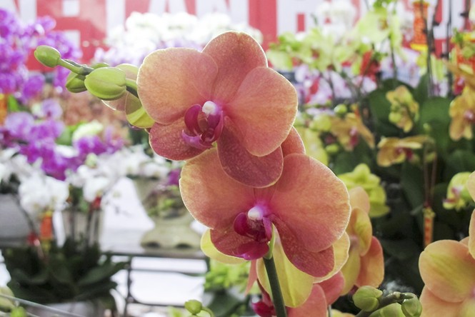 Ngắm chậu lan hồ điệp gắn 200 cành giá 70 triệu đồng - ảnh 7