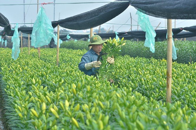 hoa ly nở muộn Tết 2018 - ảnh 8