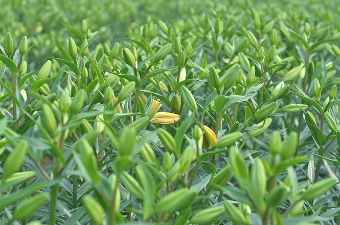 hoa ly nở muộn Tết 2018 - ảnh 4