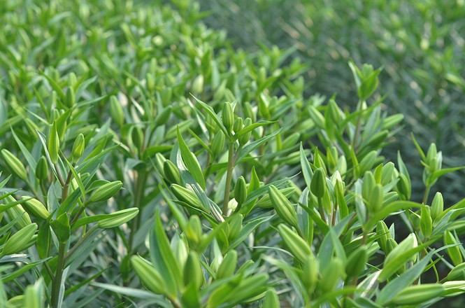 hoa ly nở muộn Tết 2018 - ảnh 5