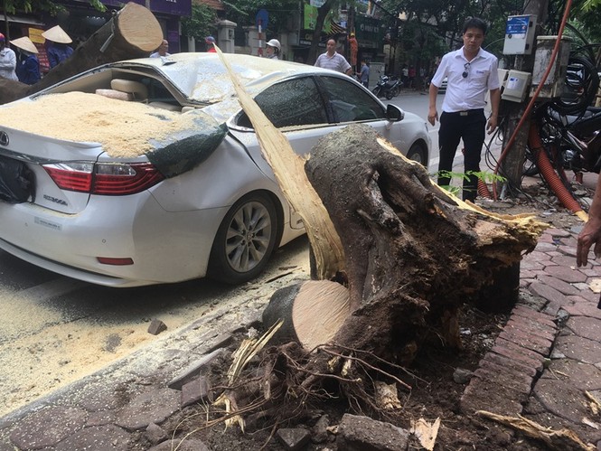 Cây đổ đè bẹp xe Lexus trên phố Hà Nội - ảnh 5
