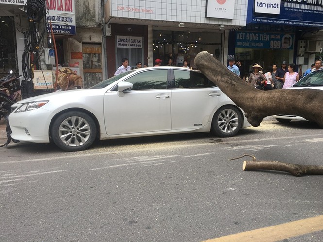 Cây đổ đè bẹp xe Lexus trên phố Hà Nội - ảnh 4