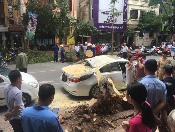 Cây đổ đè bẹp xe Lexus trên phố Hà Nội - ảnh 3
