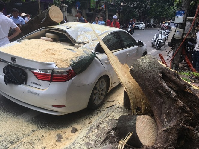 Cây đổ đè bẹp xe Lexus trên phố Hà Nội - ảnh 1