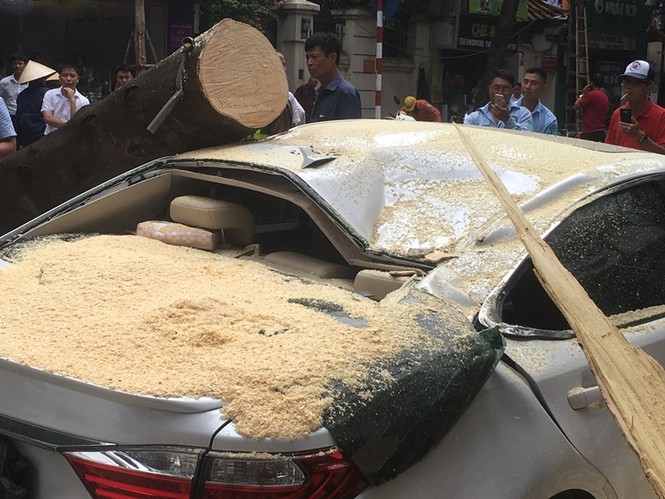 Cây đổ đè bẹp xe Lexus trên phố Hà Nội - ảnh 2