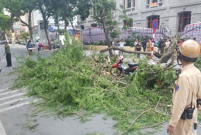 Cây lại gãy đổ đè hai xe máy trên phố Hà Nội - ảnh 1
