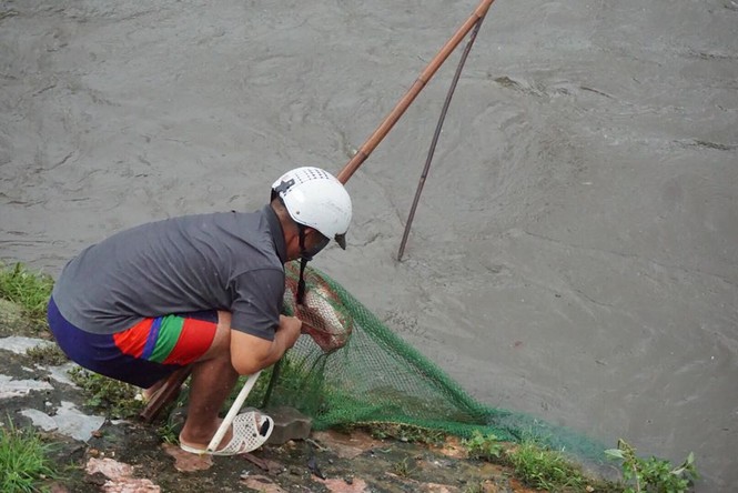 Người dân Hà Nội đổ xô ra sông bắt cá sau cơn mưa - ảnh 1