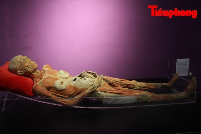 Triển lãm xác người: Người sợ sệt, kẻ hứng thú khi xem - ảnh 5