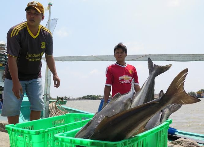 Ngư dân Cà Mau trúng đậm - ảnh 1