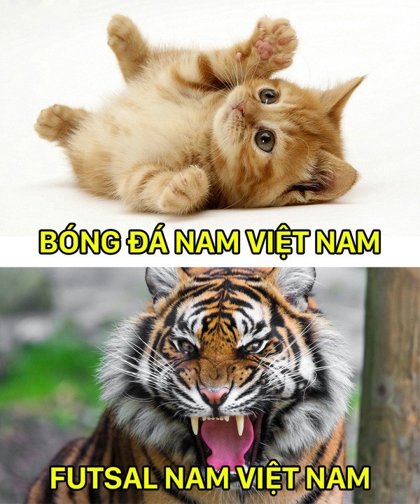 Fan chế ảnh so sánh thành tích của futsal và bóng đá nam VN - ảnh 8