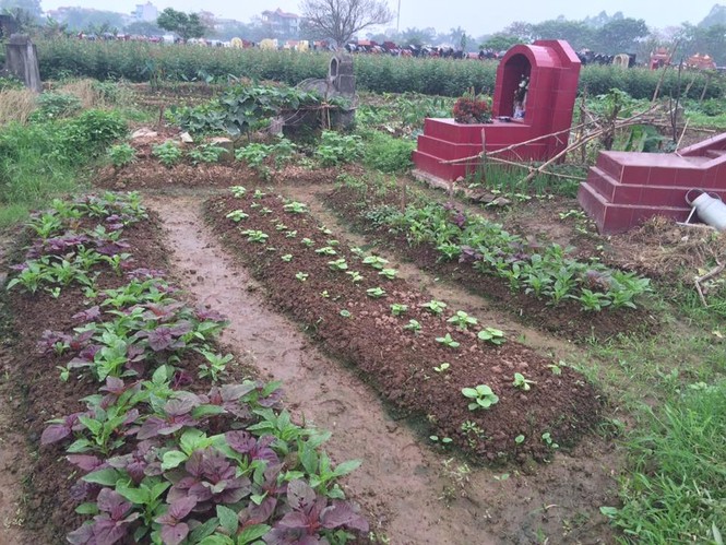 Hà Nội: Rau ở nghĩa địa xanh tốt không cần chăm bón - ảnh 6