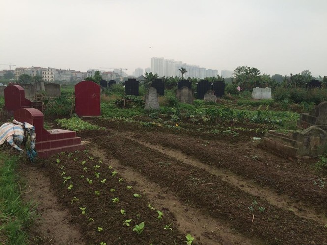 Hà Nội: Rau ở nghĩa địa xanh tốt không cần chăm bón - ảnh 5