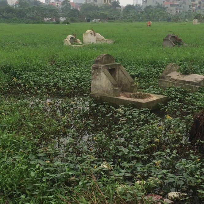 Hà Nội: Rau ở nghĩa địa xanh tốt không cần chăm bón - ảnh 13