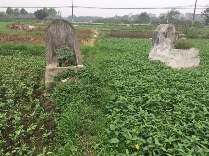 Hà Nội: Rau ở nghĩa địa xanh tốt không cần chăm bón - ảnh 10