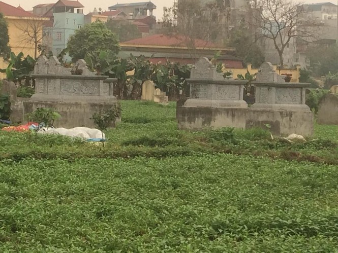 Hà Nội: Rau ở nghĩa địa xanh tốt không cần chăm bón - ảnh 2