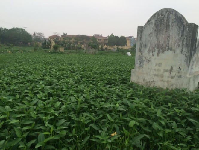 Hà Nội: Rau ở nghĩa địa xanh tốt không cần chăm bón - ảnh 3