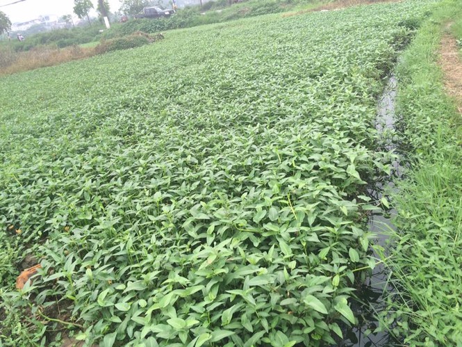 Hà Nội: Rau ở nghĩa địa xanh tốt không cần chăm bón - ảnh 11