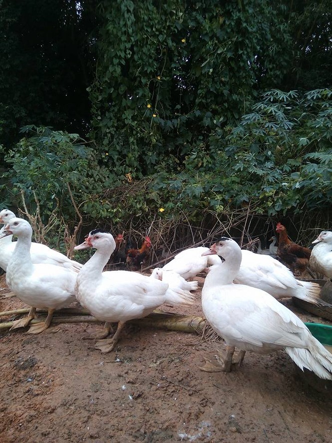 Dân Hà thành ‘săn’ hàng quê, chuộng chợ cóc - ảnh 13