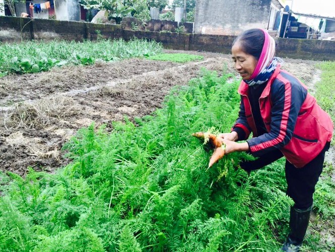 Dân Hà thành ‘săn’ hàng quê, chuộng chợ cóc - ảnh 6