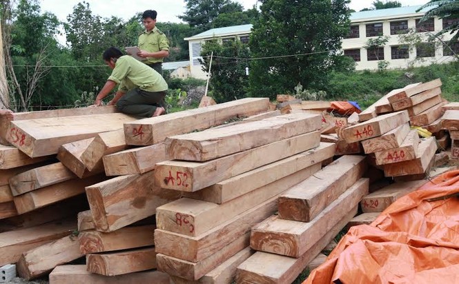 Khởi tố vụ phá rừng pơ mu ở Quảng Nam - ảnh 1