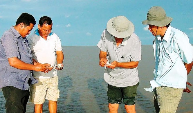 Bạc Liêu: Nghêu chết hàng loạt là do sốc môi trường nước - ảnh 1