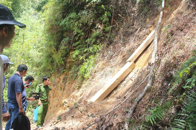 Lãnh đạo Quảng Nam luồn rừng cận cảnh Pơ mu bị tàn phá - ảnh 2