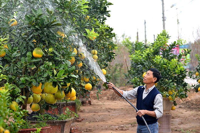 Tết đến sớm, nhiều vườn đào Nhật Tân mất trắng - ảnh 12