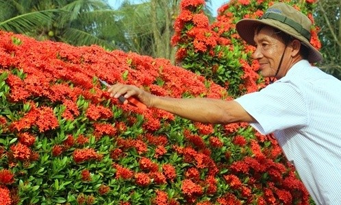 Vườn kiểng gà quý chục tỷ của lão nghệ nhân miền Tây - ảnh 3