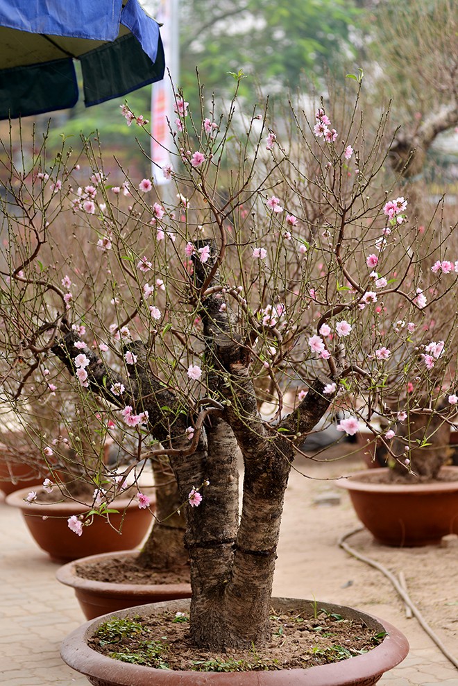 Tết đến sớm, nhiều vườn đào Nhật Tân mất trắng - ảnh 7
