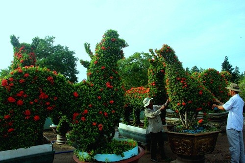 Vườn kiểng gà quý chục tỷ của lão nghệ nhân miền Tây - ảnh 1