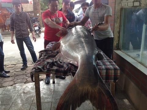 Chi hơn 100 triệu đưa “thủy quái” 140kg từ Campuchia về Hà Nội - ảnh 1