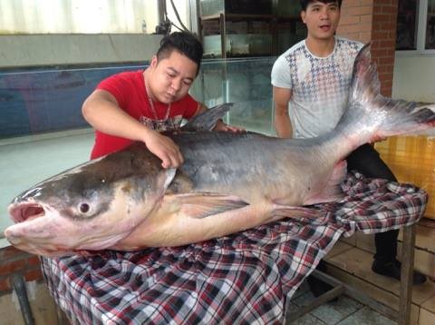 Chi hơn 100 triệu đưa “thủy quái” 140kg từ Campuchia về Hà Nội - ảnh 3
