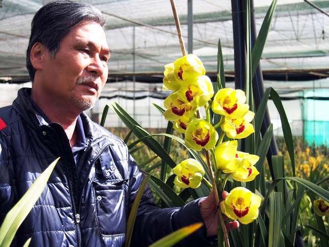 Lan Đà Lạt chưng Tết giá hàng triệu đồng mỗi cành - ảnh 1