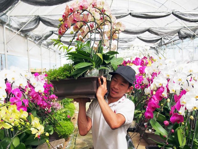 Lan Đà Lạt chưng Tết giá hàng triệu đồng mỗi cành - ảnh 3