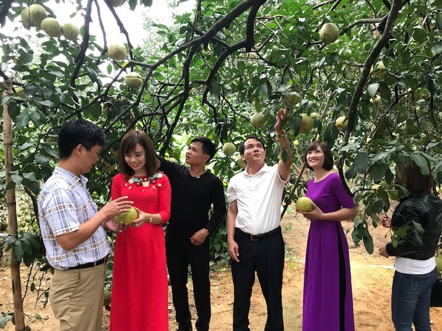 Xã nghèo vùng cao Yên Bái làm giầu nhờ 'bưởi tiến Vua' - ảnh 1