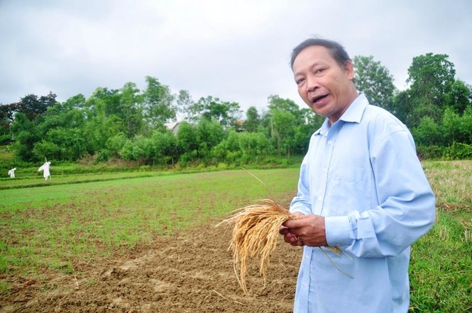 Cảnh báo đưa tỏi voi Nhật Bản vào Lý Sơn - ảnh 1