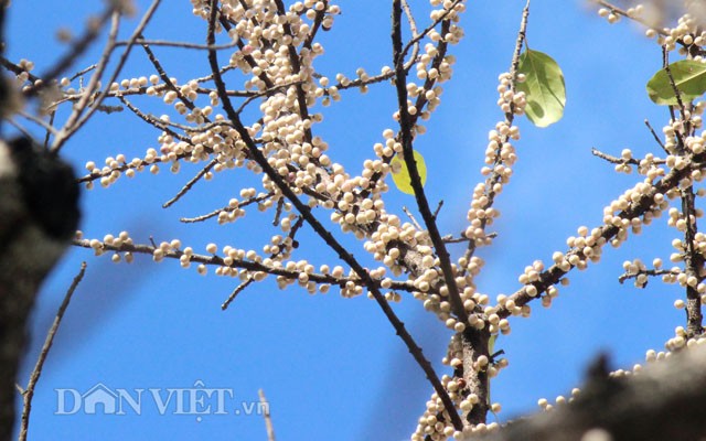 Lạ kỳ cây sộp cổ thụ trổ lộc trắng cành đúng năm mới 2018 - ảnh 3