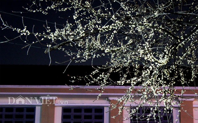 Lạ kỳ cây sộp cổ thụ trổ lộc trắng cành đúng năm mới 2018 - ảnh 5