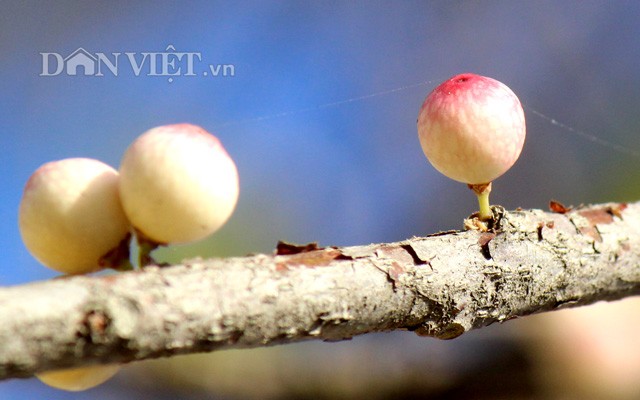 Lạ kỳ cây sộp cổ thụ trổ lộc trắng cành đúng năm mới 2018 - ảnh 6