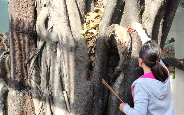 Lạ kỳ cây sộp cổ thụ trổ lộc trắng cành đúng năm mới 2018 - ảnh 9