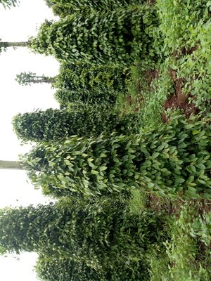 Nông nghiệp sạch,Agribank - ảnh 2