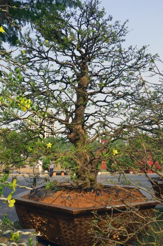 Hoa cảnh Tết: Từ su hào 70.000 đến mai vàng 2 tỷ - ảnh 3