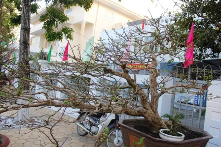 Hoa cảnh Tết: Từ su hào 70.000 đến mai vàng 2 tỷ - ảnh 6