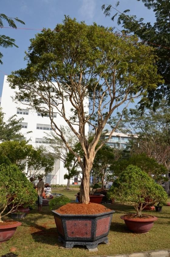 Hoa cảnh Tết: Từ su hào 70.000 đến mai vàng 2 tỷ - ảnh 4