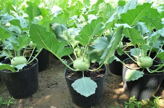 Hoa cảnh Tết: Từ su hào 70.000 đến mai vàng 2 tỷ - ảnh 8
