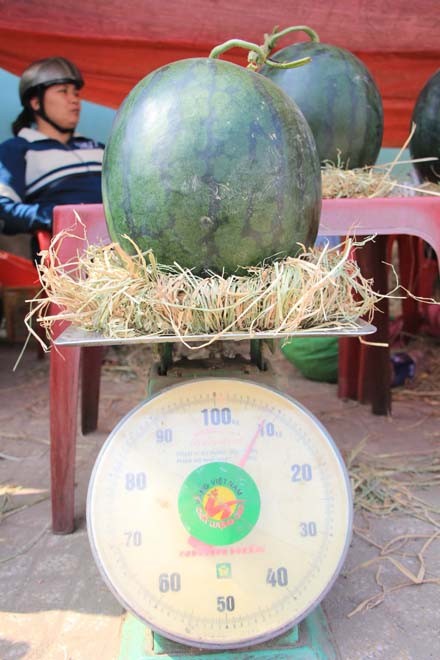 Dưa chưng tết hình dê đợi khách - ảnh 5