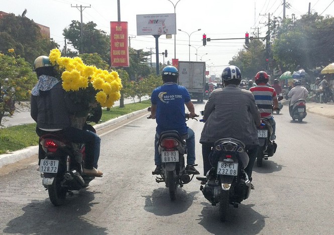 Cần Thơ: Hoa, dưa tràn phố và vườn giá bèo ít người mua - ảnh 10